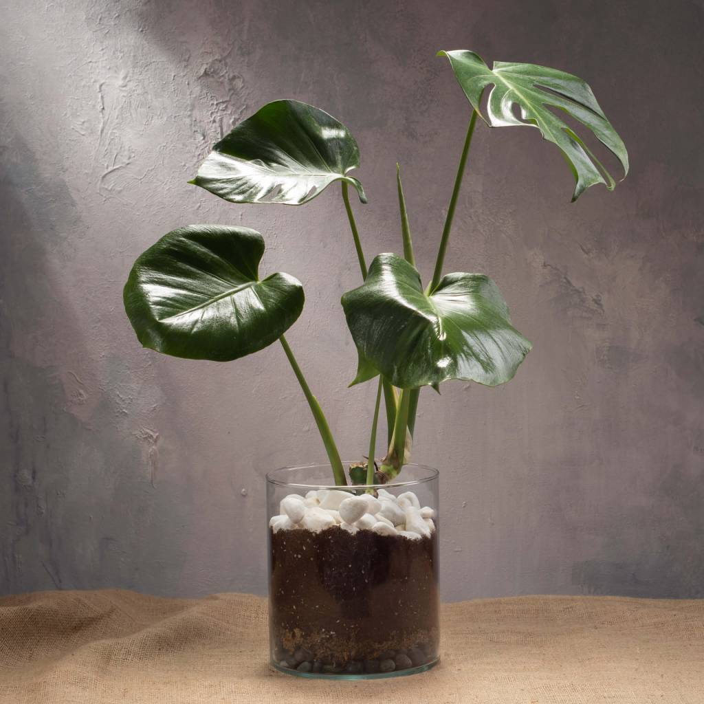 Mini Monstera Potted Plants Delivery Singapore Beato
