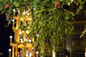 Mistletoes