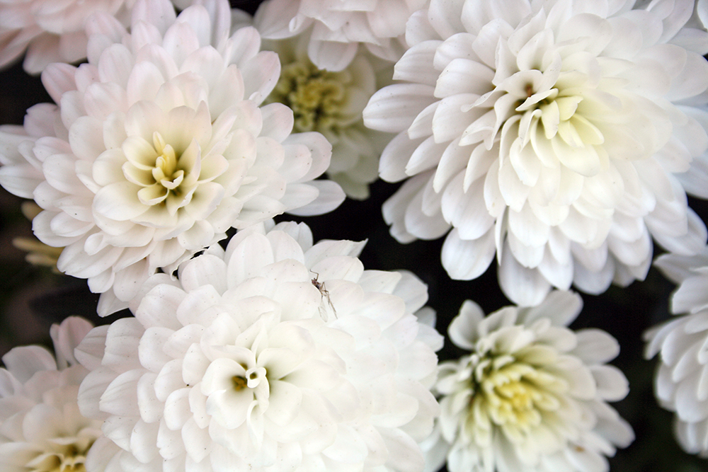 Chrysanthemums flowers