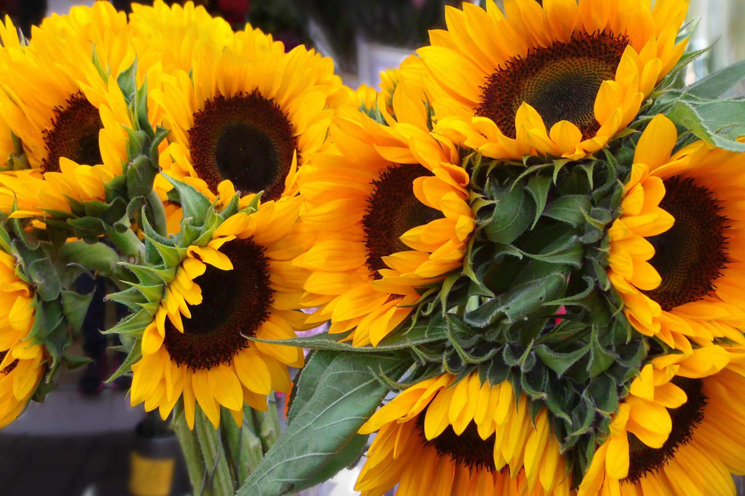 Sunflower