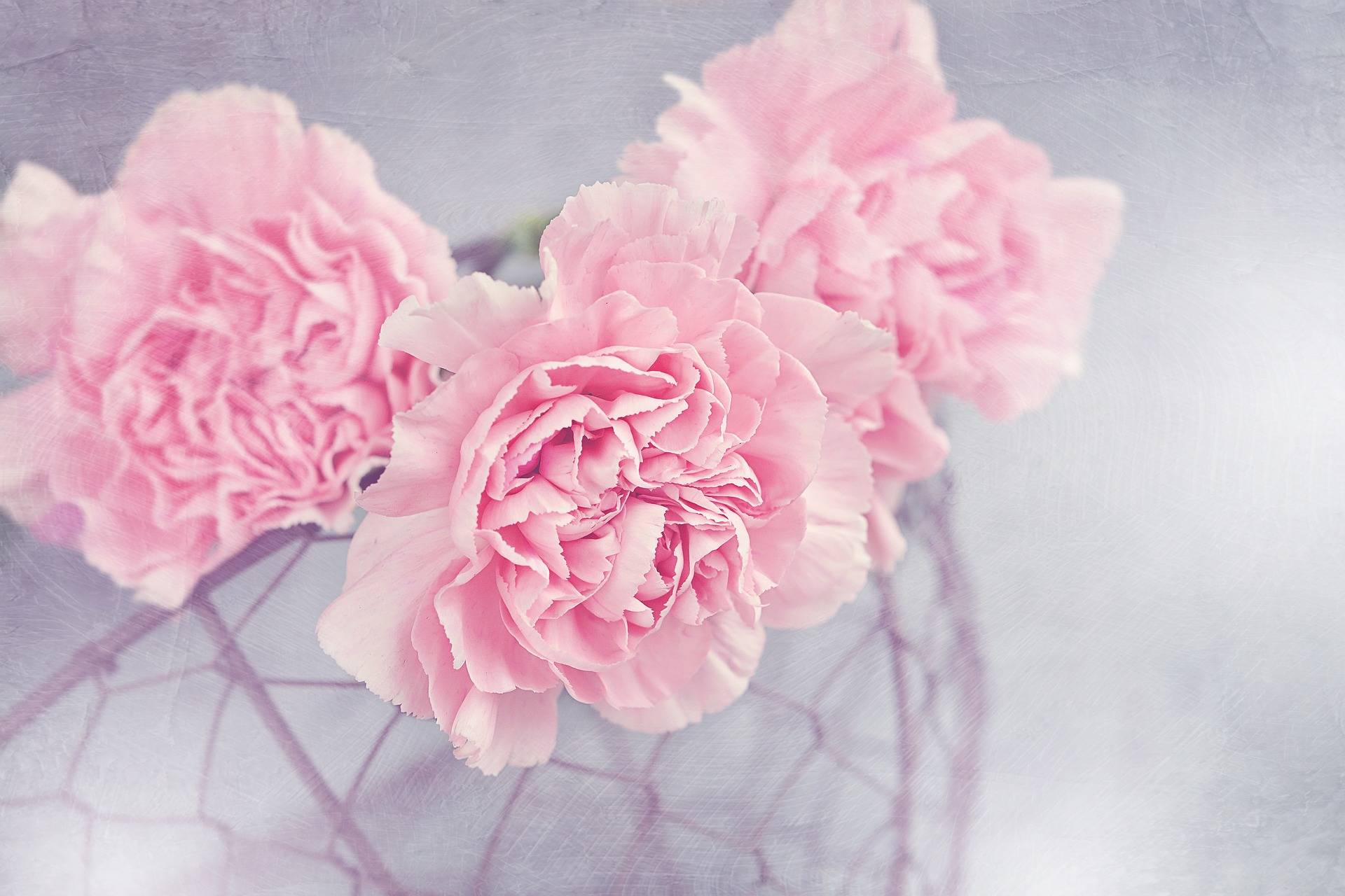 carnation flowers