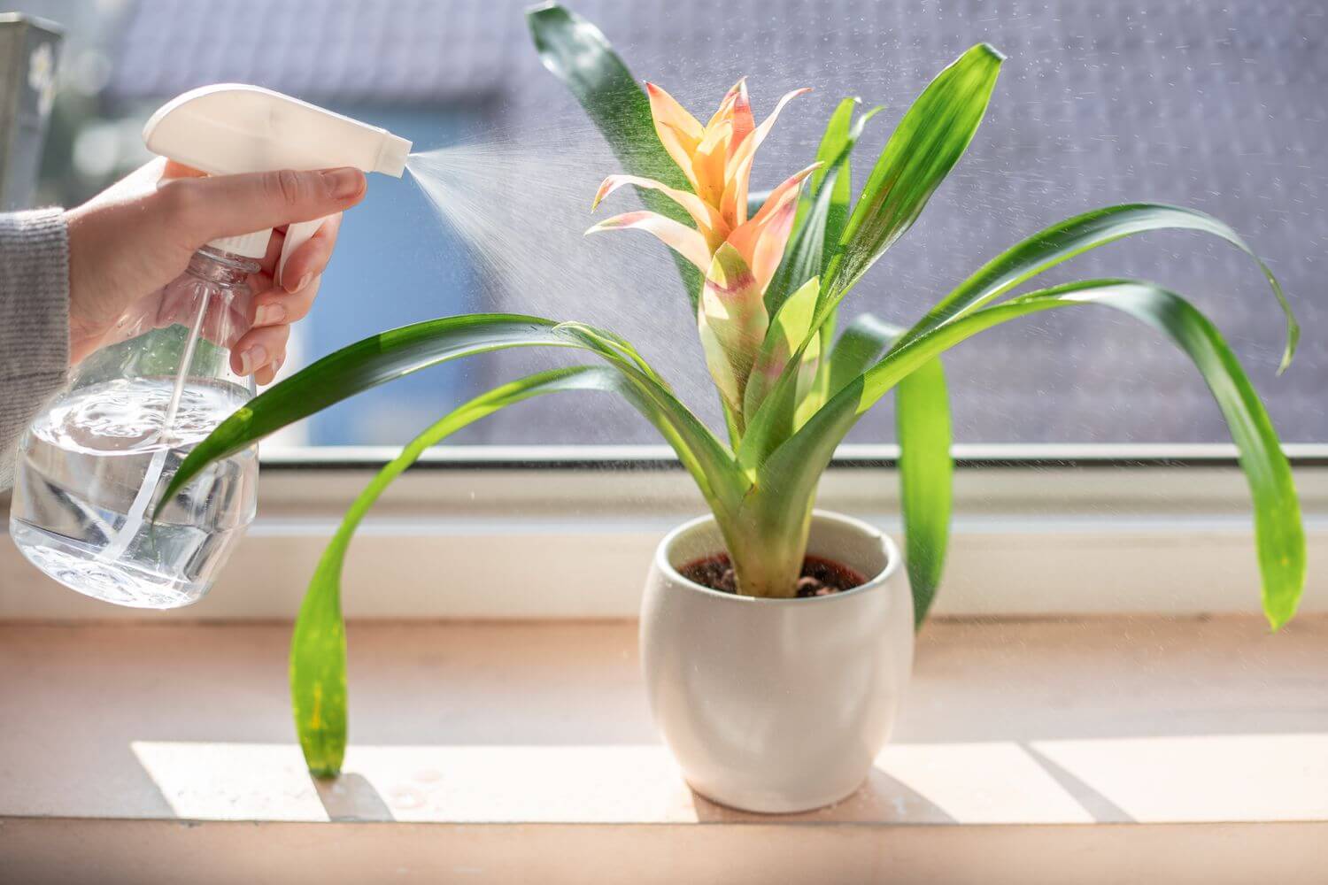 spraying houseplant potted plant