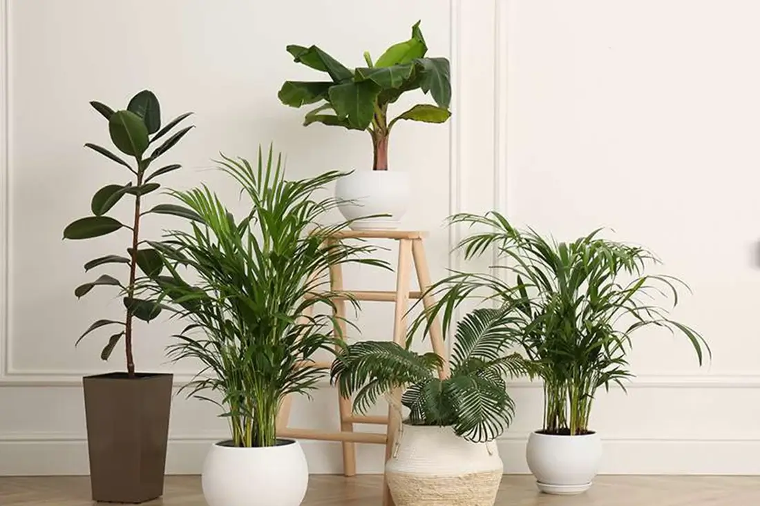 indoor potted plants
