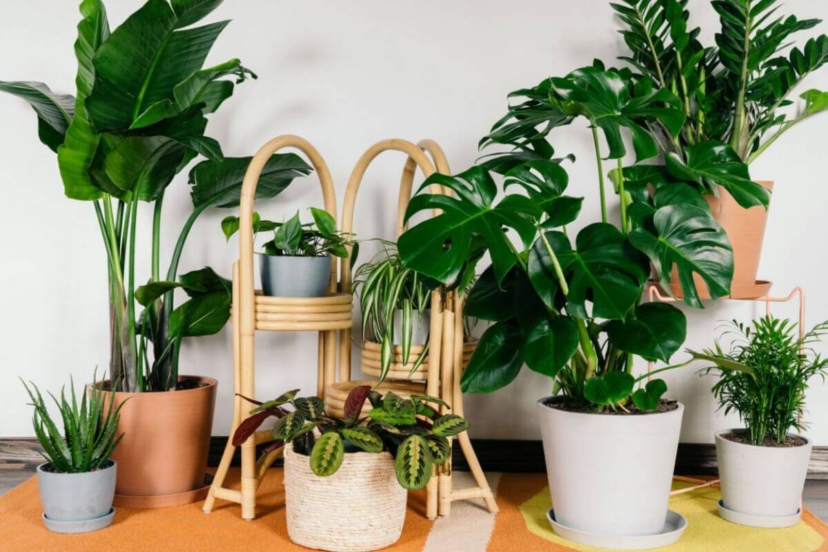 tropical plant