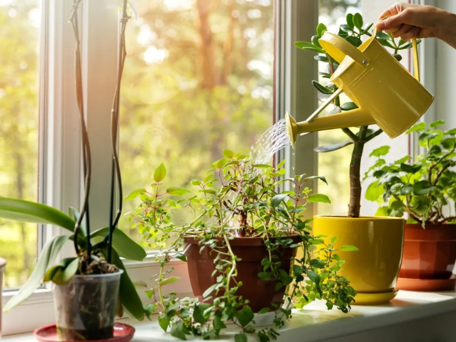 watering indoor plant