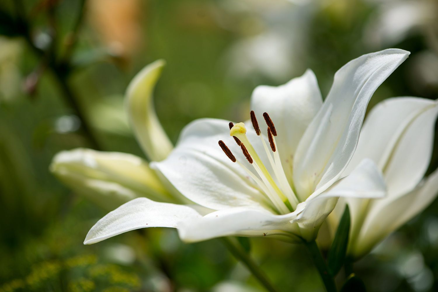 white lilies flower