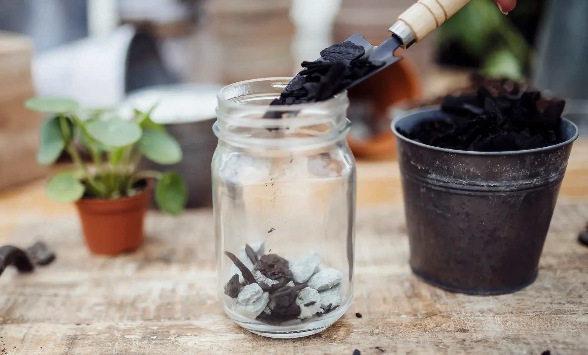plant without drainage
