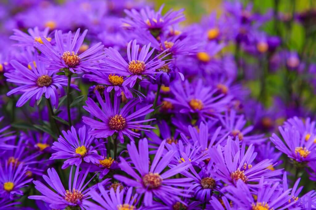 aster flower