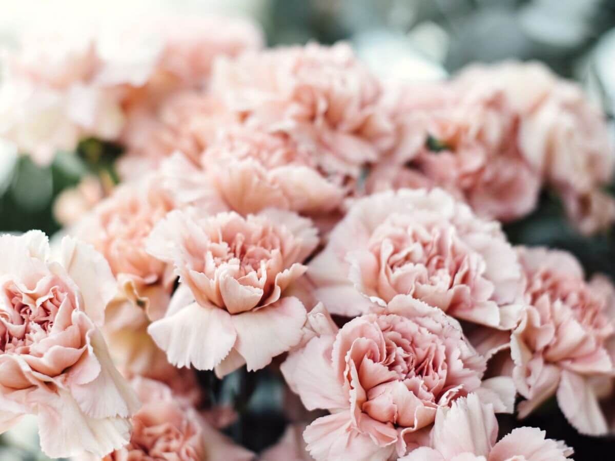carnation flower bouquet