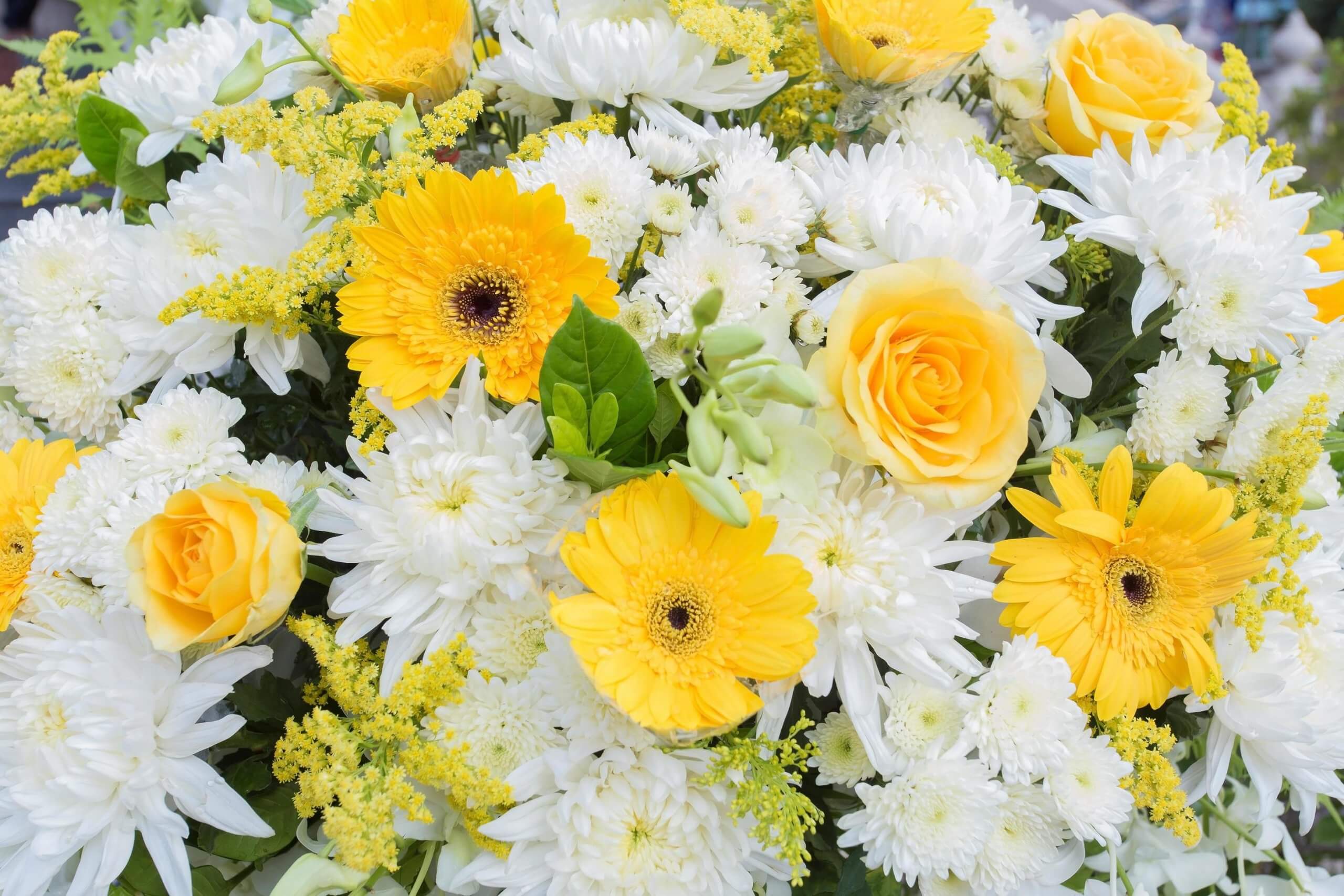 chrysanthemum flower