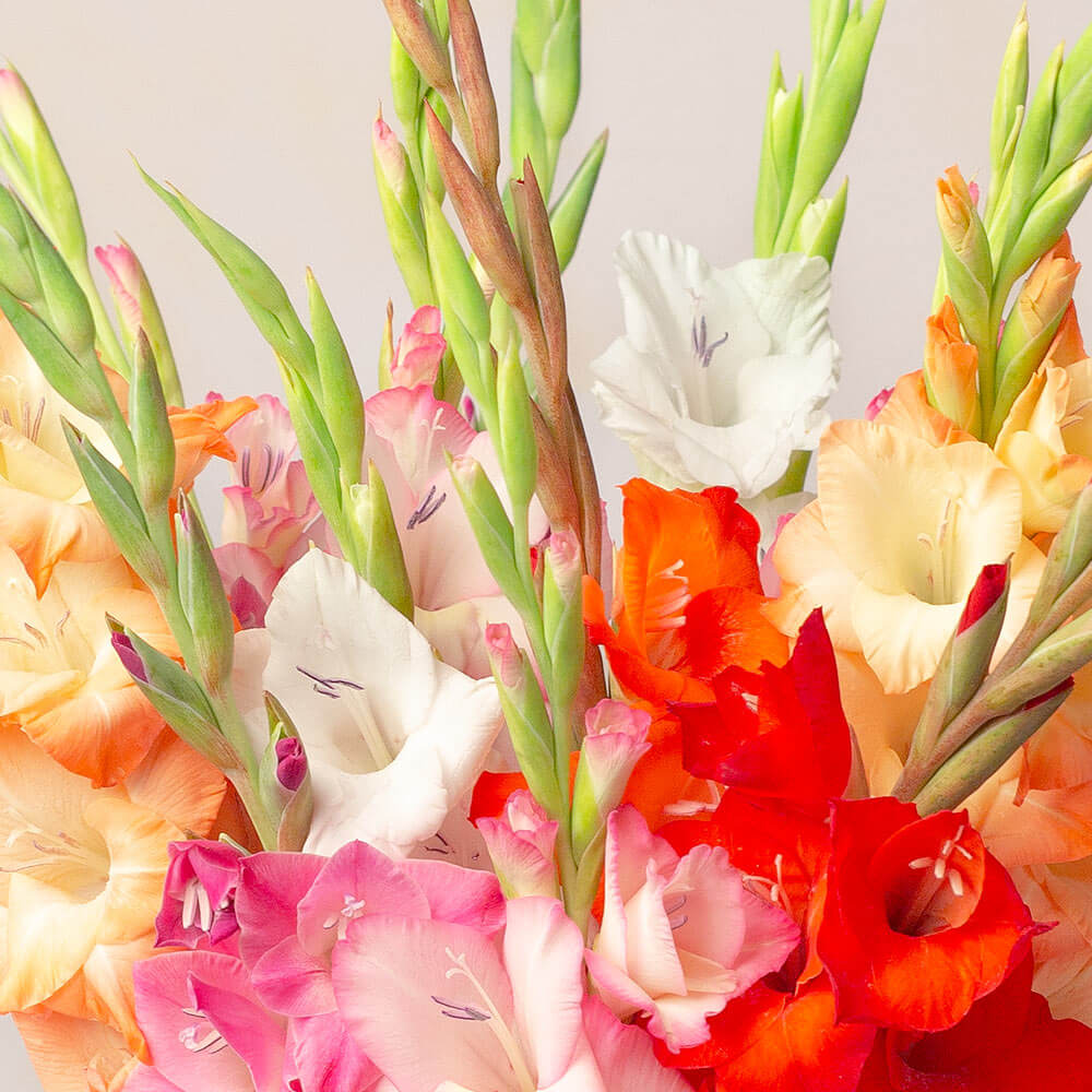 gladiolus flower