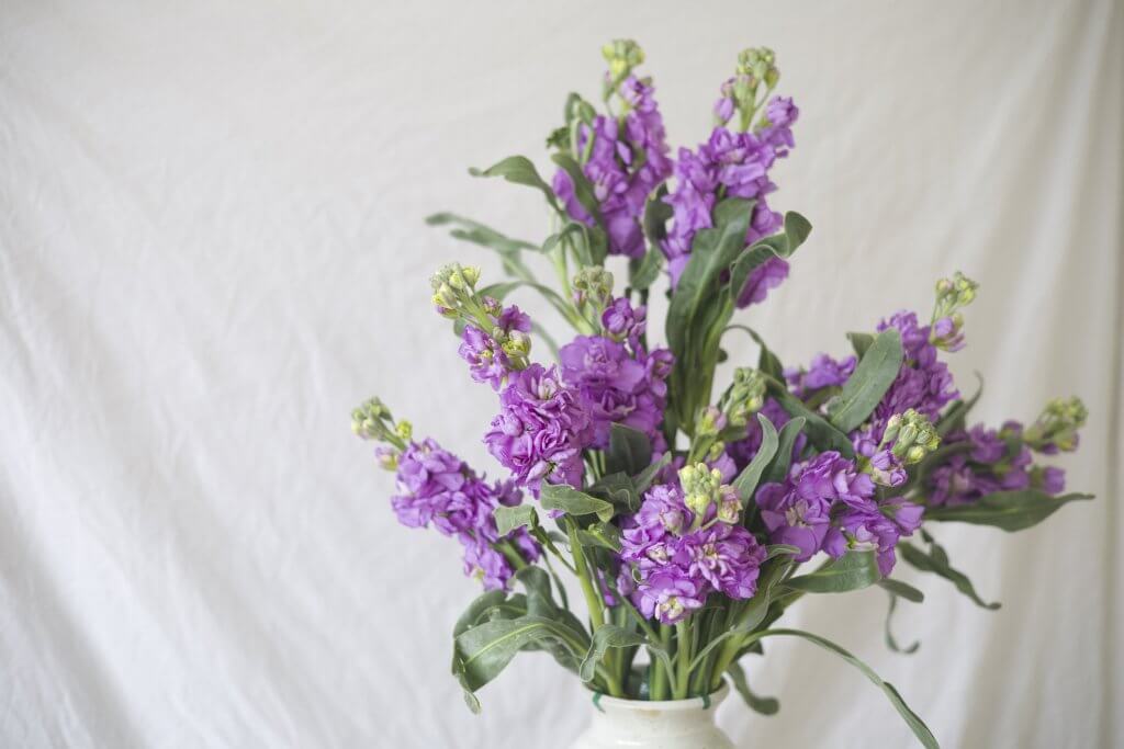 lavender flower