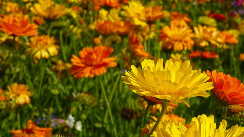 marigold flower