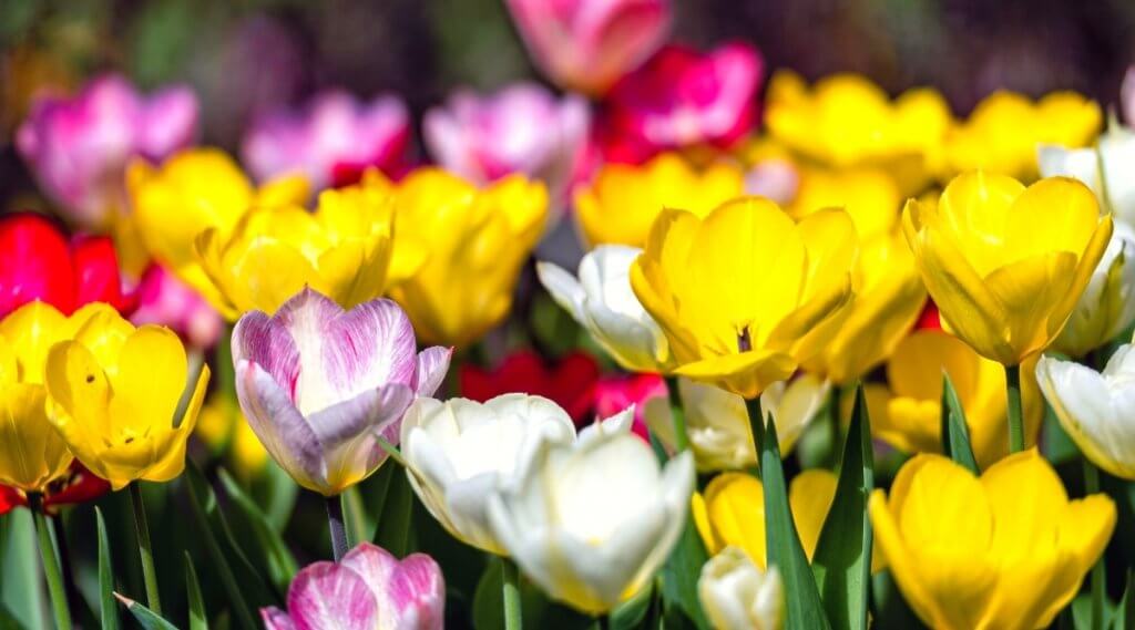 tulip flower