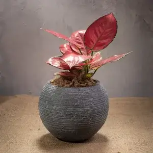 Thank you Flowers