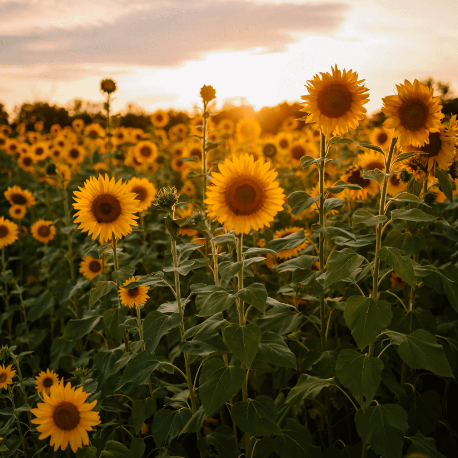Sunflowers