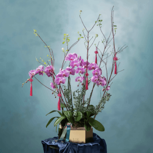 Xīn | Orchids - https://www.beato.com.sg/