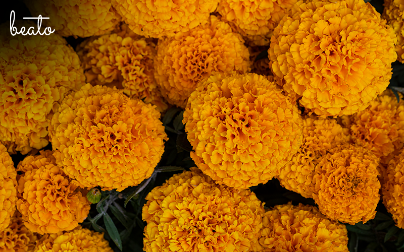 A bouquet of marigolds said to bring prosperity