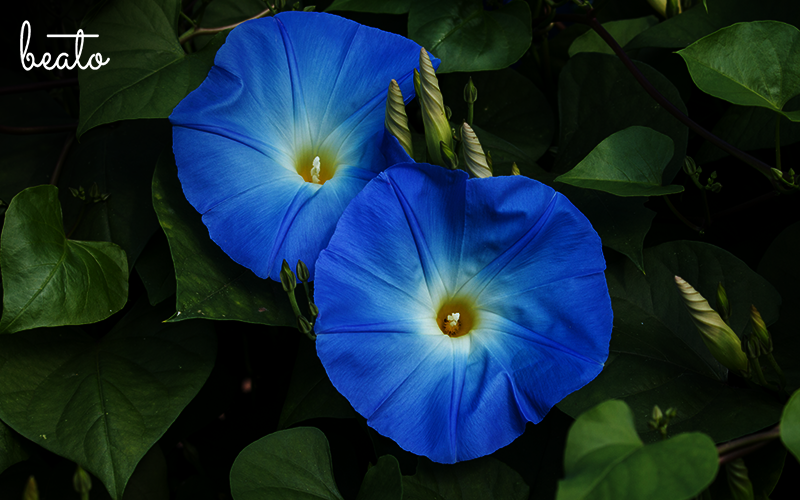 Blue night flowers in full bloom