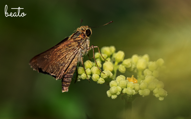 Butterfly helping a midnight blooms pollination