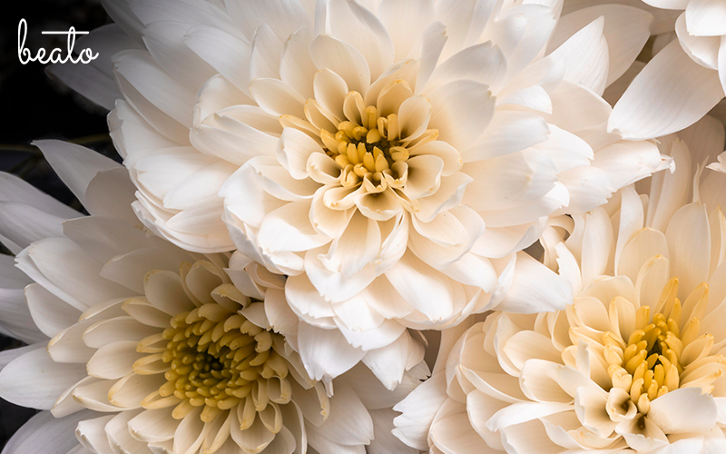 Chrysanthemums arrangement