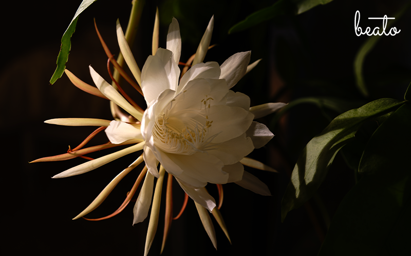 Culturally important night blooming flowers