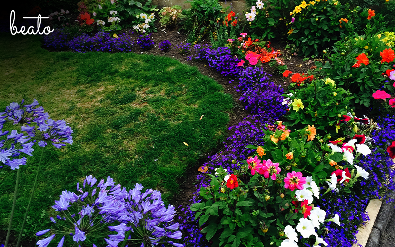 Rows of multi colored flowers in a garden