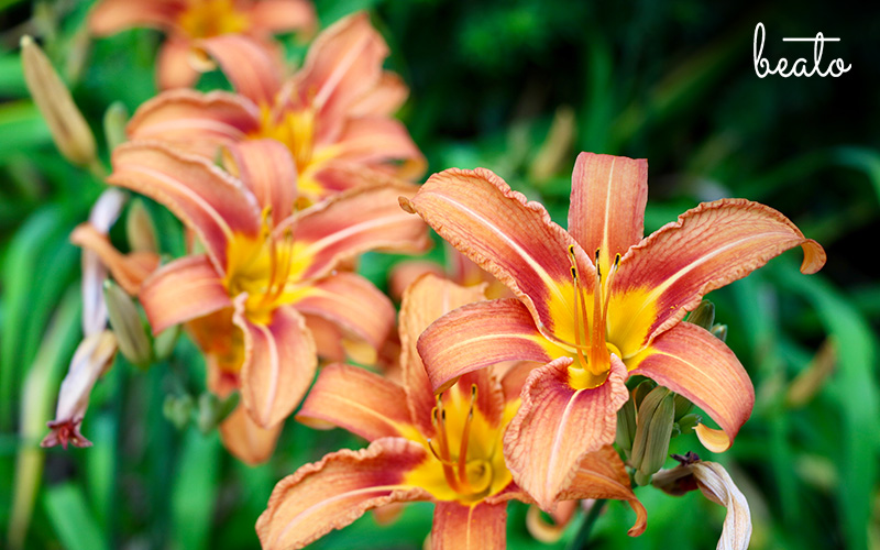 Daylilies