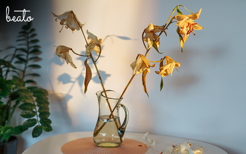 Wilted flowers due to improper care