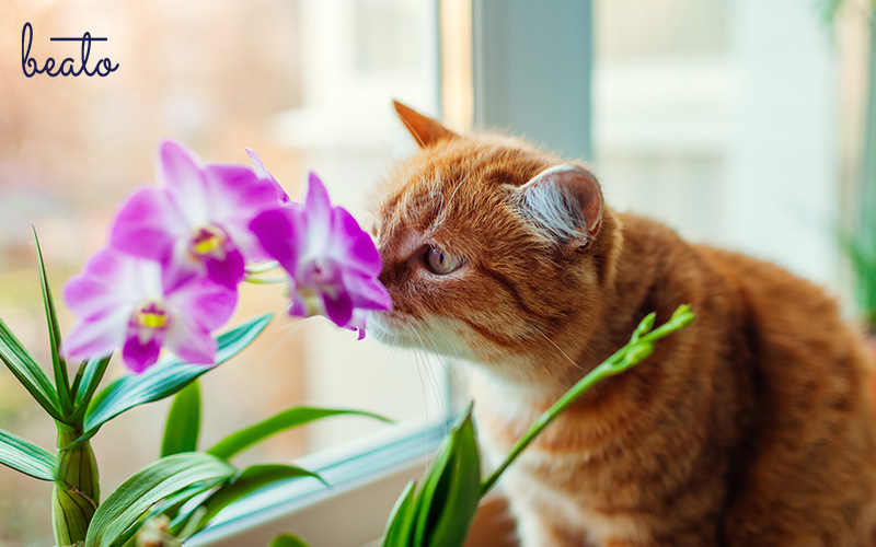 cat smelling flowers