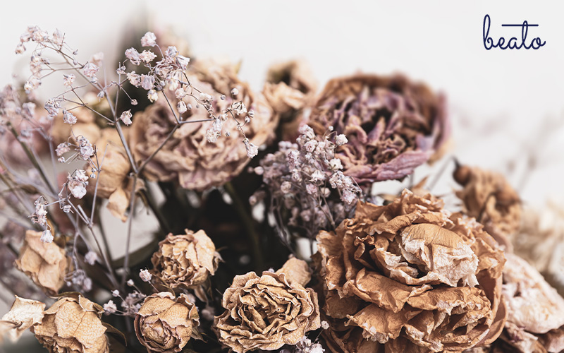 close up of dried flowers