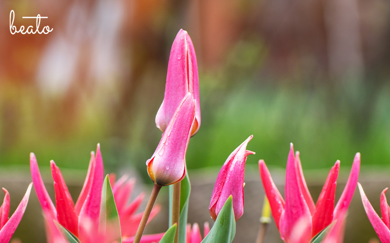 closed tulip
