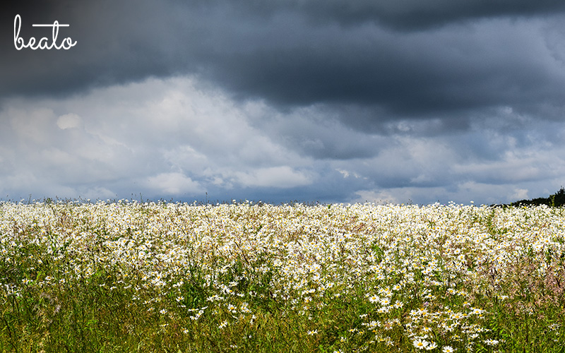 dark sky hovering a flower field