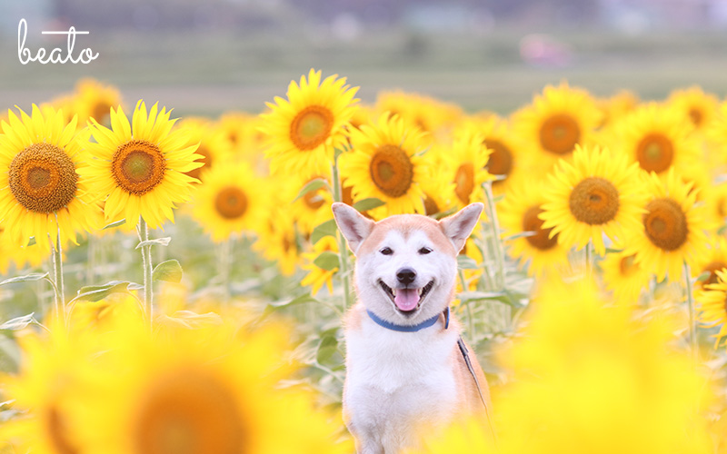 dog in a sea of sunflowers
