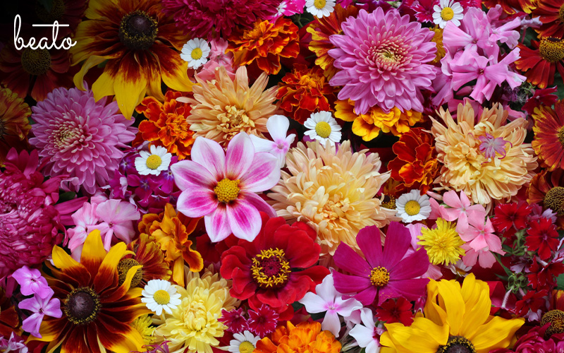 flowers in different colours