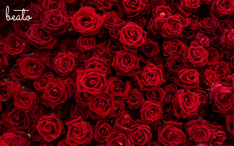 multiple roses grouped together