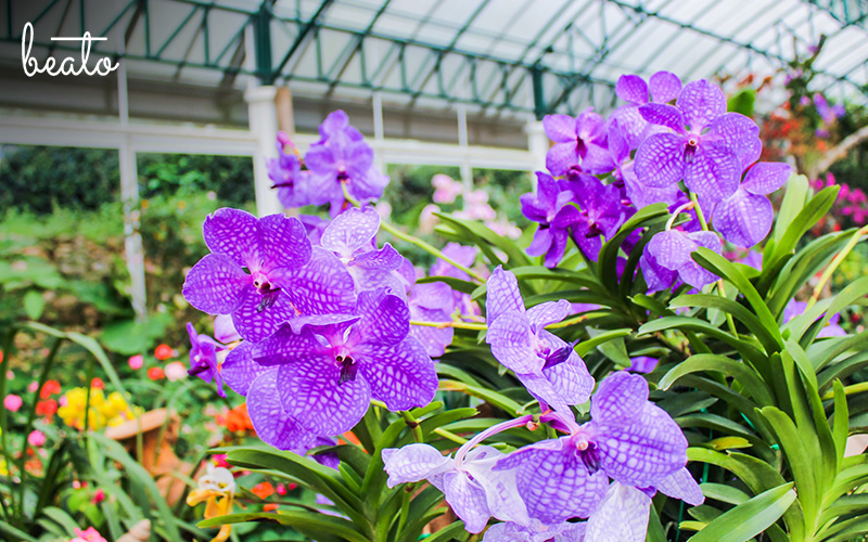 national orchid garden in singapore