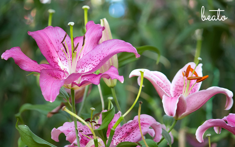 pink lilies