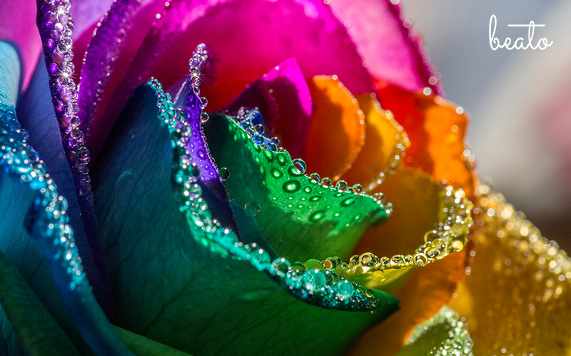 rainbow coloured flower