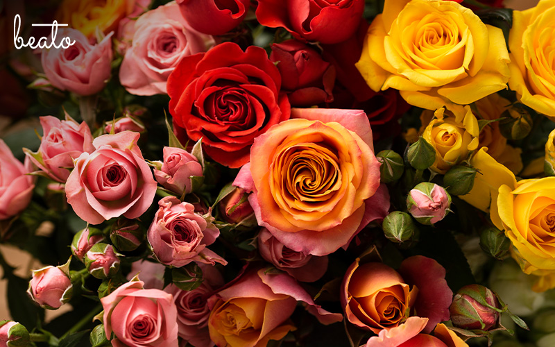 sea of roses